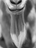 Close-up View of a Goats Beard