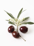 Olive blossoms (Olea europaea) and olives elevated view