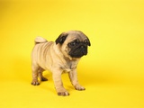 Pug Puppy
