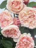 St Swithan Roses