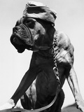 War Dog Poses Wearing Overseas Cap