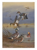 A Painting of American Widgeons  Eurasian Widgeons  and Gadwalls