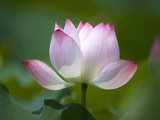 Pink water lily