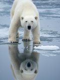 Polar Bear on melting ice  Svalbard  Norway