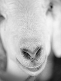 Close Up of Goat's Nose