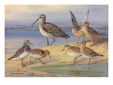 A Painting of Pairs of Several Species of Sandpiper and a Curlew