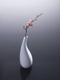 Cherry blossom in vase