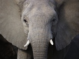 Close up of Elephant