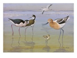 A Painting of a Black-Necked Stilt Pair and an Avocet with its Chick