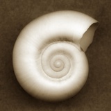 White Spiral Shell
