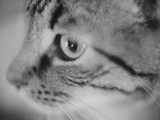 Side of Cat's Face