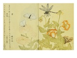Illustration from A Picture Book of Selected Insects