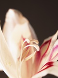 Gladiolus
