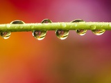 Raindrops on Graden Flower Stem  Canada