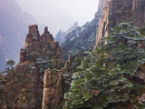Frost on trees in the Yellow Mountains in China
