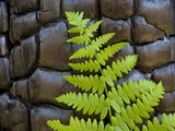 Fern in the front of burned log at Yosemite National Park