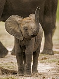 Baby Elephant
