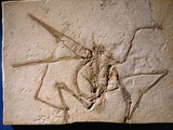 Fossilized Pterodactyl