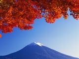 Maple Tree Branch near Mount Fuji