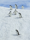 Chinpstrap penguins walking down a snowbank