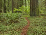 Trail among redwood trees in Jedediah Smith Redwoods State Park