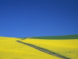 Palouse Hills in Growing Season