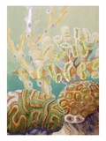 As new polyps develop  the old ones beneath die  but skeletons remain