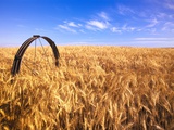 Wheat Crop Growing in Field