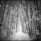 Forest in winter