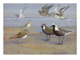 A Painting of Several Species of Plovers and Killdeer