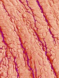 Surface of a valve of a rat heart