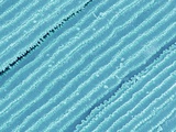 Lens fiber of a rabbit eye