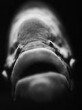 Mouth of Fish