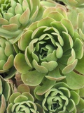 Aeonium Glandulosum