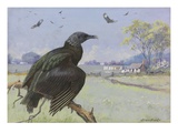A Painting of a Black Vulture on a Branch While Many More Fly