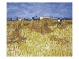 Corn Harvest in Provence