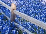Bluebonnets Along Fenceline