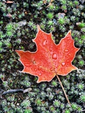 Frost on Autumn Sugar Maple Leaf and Haircap Moss  Muskoka  Ontario  Canada