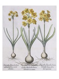 Narcissis Polyanthus
