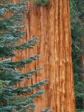 Evergreen and Sequoia Tree Trunk