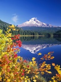 Autumn Leaves Growing Near Mount Hood and Trillium Lake