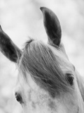 Top Half of Horse's Head