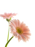 Gerbera daisy