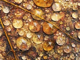 Water drops on a maple leaf