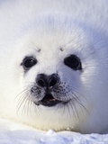 Week-old Harp Seal (Phoca Groenlandica) Pup (whitecoat)  Gulf of the St Lawrence River  Canada