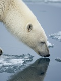 Polar Bear sniffing water