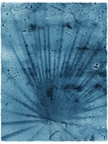 Palmetto Palm