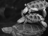 Turtles Underwater