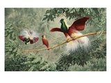 Two male Emperor of Germany's Birds of Paradise court a female