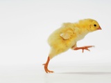 Yellow Chick Baby Chicken